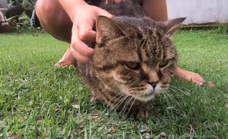 A doença do gato agora precisa ser notificada obrigatoriamente