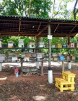 Agricultores familiares querem mais conhecimento sobre os polinizadores na produção de alimentos