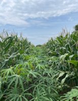 Roça Sustentável, o futuro da boa produtividade para agricultura familiar