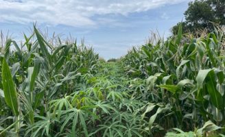 Roça Sustentável, o futuro da boa produtividade para agricultura familiar