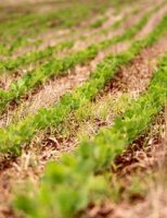Produtores de soja do Paraná estão conseguindo reduzir os custos de produção usando técnicas de boas práticas
