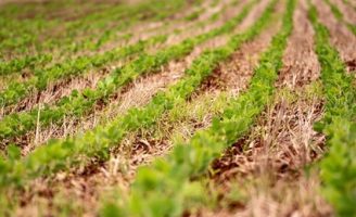 Produtores de soja do Paraná estão conseguindo reduzir os custos de produção usando técnicas de boas práticas