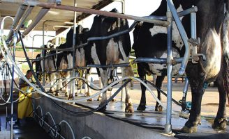 A elevada produção interna de leite e o alto volume de importações feitas pelo Brasil resultaram no aumento da oferta e queda no preço dos lácteos