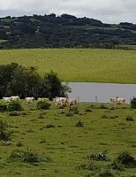 Oportunidade para o produtor rural aprender a recuperar pastagens degradadas