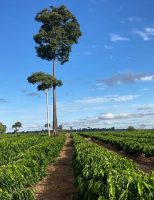 Boas informações sobre o campo e áreas produtivas facilitam a avaliação de créditos rurais e planejamento agrícola