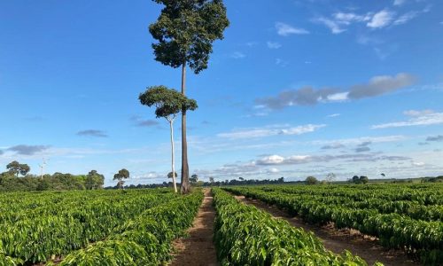 <h2><a href="https://nordesterural.com.br/boas-informacoes-sobre-o-campo-e-areas-produtivas-facilitam-a-avaliacao-de-creditos-rurais-e-planejamento-agricola/">Boas informa&ccedil;&otilde;es sobre o campo e &aacute;reas produtivas facilitam a avalia&ccedil;&atilde;o de cr&eacute;ditos rurais e planejamento agr&iacute;cola</a></h2>&Eacute; fundamental, um importante levantamento sobre as bases t&eacute;cnicas das &aacute;reas, o que vai permitir que a partir desses levantamentos ser&atilde;o alimentados os bancos de dados p&uacute;blicos, fundamenta zoneamentos e
