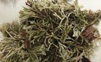 Uso de algas marinhas do litoral brasileiro pode ajudar no crescimento e na produção de grãos