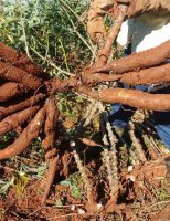 Seis estados do norte e três do nordeste do Brasil estão sendo preparados para alavancar o crescimento da produção de mandioca