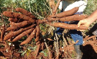 Seis estados do norte e três do nordeste do Brasil estão sendo preparados para alavancar o crescimento da produção de mandioca