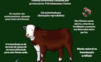Como identificar e tratar doenças sexuais em bovinos?