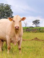 A criação da gado Canchim no Brasil é a segunda a receber um certificado de qualificação para carne premium