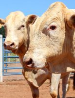 Atenção produtores de canchim: vejam como podem conseguir o selo Canchim on Dairy para qualificar o seu reprodutor
