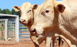 Atenção produtores de canchim: vejam como podem conseguir o selo Canchim on Dairy para qualificar o seu reprodutor
