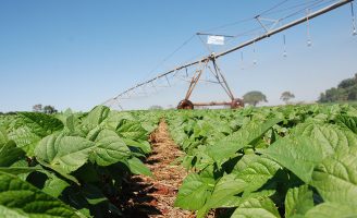 Descoberta de novas tecnologias revela o esforço dos cientistas brasileiros para aumentar a produtividade no agro