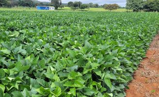 O uso de Irrigação no campo reflete no desenvolvimento regional da região