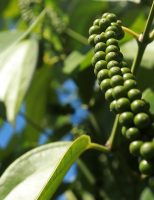Menos insumos quimicos e mais produção nas plantações de pimenta do reino