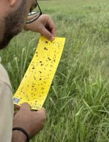 Um boletim de monitoramento para identificar possíveis ataques da cigarrinha-do-milho nas plantações