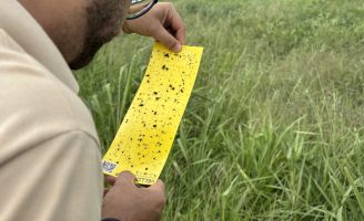 Um boletim de monitoramento para identificar possíveis ataques da cigarrinha-do-milho nas plantações