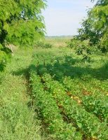Estoque de carbono no solo pode dobrar caso o produtor utilize o Sistema agroflorestal para produzir alimentos