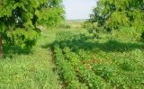 Estoque de carbono no solo pode dobrar caso o produtor utilize o Sistema agroflorestal para produzir alimentos
