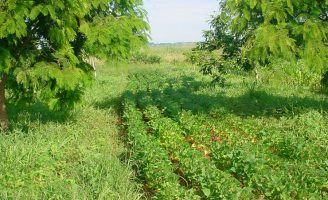 Estoque de carbono no solo pode dobrar caso o produtor utilize o Sistema agroflorestal para produzir alimentos