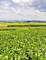 Uma nova cultivar de soja com mais produtividade e mais controle de plantas daninhas