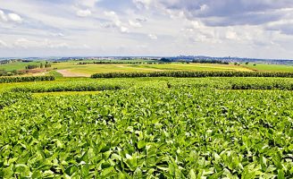 Uma nova cultivar de soja com mais produtividade e mais controle de plantas daninhas