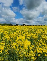 Uso da canola de segunda safra para fazer biocombustível pode reduzir as emissões do combustível da aviação