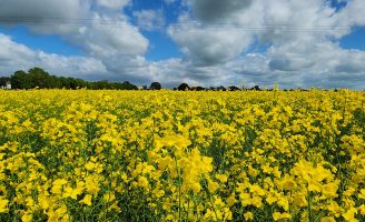 Uso da canola de segunda safra para fazer biocombustível pode reduzir as emissões do combustível da aviação