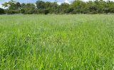 O capim Brachiaria decumbens tem uma nova cultivar brasileira que já chegou para venda ao pecuarista