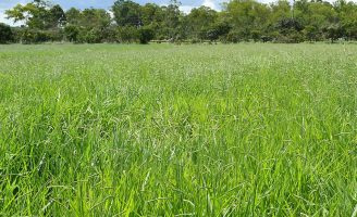 O capim Brachiaria decumbens tem uma nova cultivar brasileira que já chegou para venda ao pecuarista
