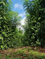 O Brasil se destaca mundialmente na produção de pimenta do reino