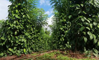 O Brasil se destaca mundialmente na produção de pimenta do reino