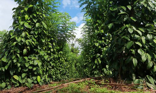 O Brasil se destaca mundialmente na produção de pimenta do reino