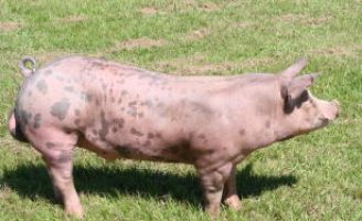 Brasil tem recorde histórico na exportação de carne de porco