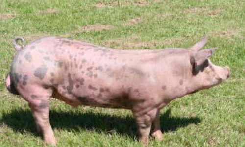 Brasil tem recorde histórico na exportação de carne de porco