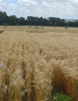 Resíduos da suinocultura produz um fertilizante com boa concentração de fósforo