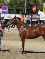 Norte de Minas Gerais se prepara para uma das maiores feiras do agronegócio do Estado