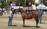 Norte de Minas Gerais se prepara para uma das maiores feiras do agronegócio do Estado