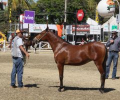Norte de Minas Gerais se prepara para uma das maiores feiras do agronegócio do Estado