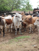 Alerta aos pecuaristas pernambucanos: Última semana para produtores renovarem o cadastro do rebanho