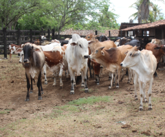 Alerta aos pecuaristas pernambucanos: Última semana para produtores renovarem o cadastro do rebanho