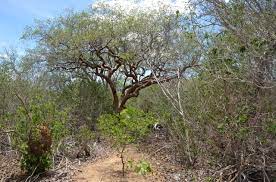 Começa a primeira expedição brasileira para prospectar microorganismos que se adaptam às condições da caatinga
