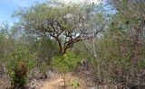 Começa a primeira expedição brasileira para prospectar microorganismos que se adaptam às condições da caatinga