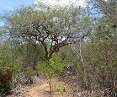Começa a primeira expedição brasileira para prospectar microorganismos que se adaptam às condições da caatinga