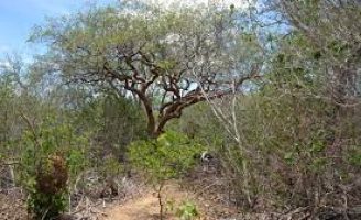 Começa a primeira expedição brasileira para prospectar microorganismos que se adaptam às condições da caatinga