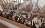 Atenção criadores de caprinos: vejam as recomendações para biosseguridade do rebanho