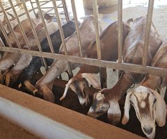 Atenção criadores de caprinos: vejam as recomendações para biosseguridade do rebanho