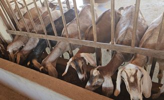 Atenção criadores de caprinos: vejam as recomendações para biosseguridade do rebanho