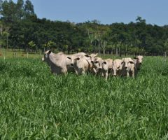 O controle de plantas daninhas no sistemas integrados de lavoura e pecuária pode ser feito com ajuda da Inteligência Artificial